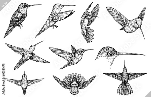Vintage engraving isolated hummingbird set illustration ink humming sketch. Bird background colibri tropical silhouette art. Black and white hand drawn vector image
