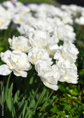 White tulips in the garden