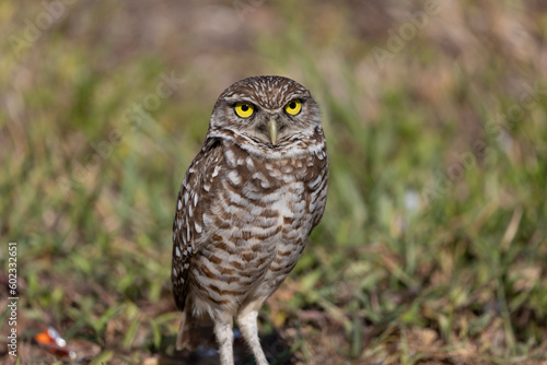 male burrowing owl