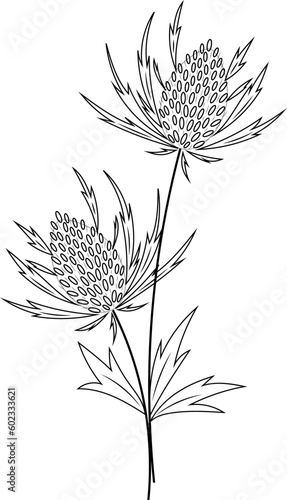Panicaut or Panicaults, vector illustration. Blue Eryngo Flower. Isolated on White Background. Also Eryngium Planum, Flat Sea Holly Holme Hulver, Chardon des Dunes Roland Maritime, Feuilles de Yucca

