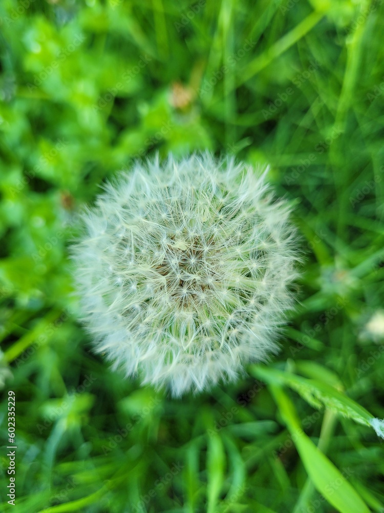 Close up Dandelion Head in the grass. Screensaver with Blowball. Vertical card with Summer Flower. Nature background. Close up Dandelion Head in the grass. Screensaver with Blowball. Vertical card with Summer Flower. Nature background.