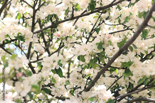 Tree blooming in spring with white flowers, natural background. White flowers close up, selective focus