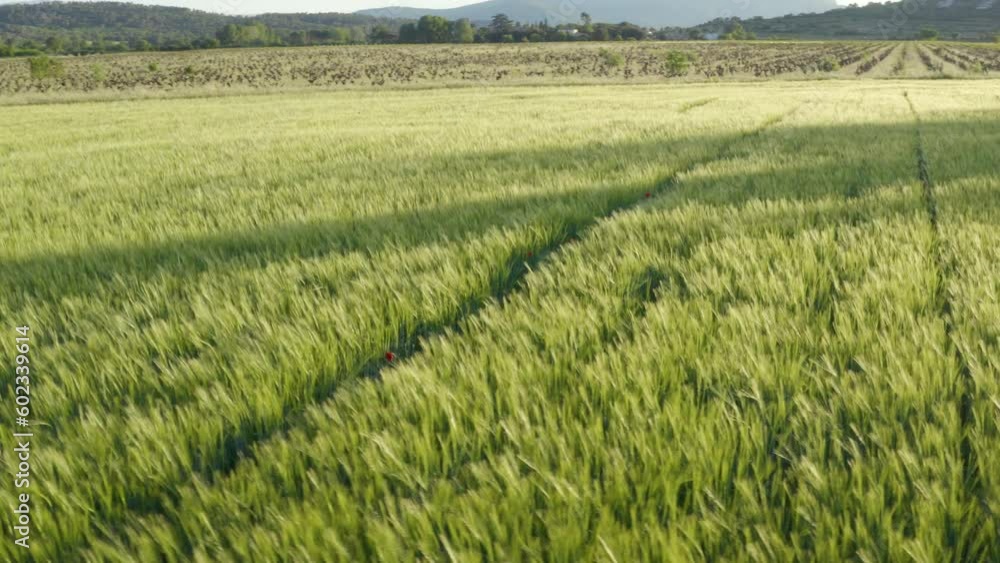 Aerial shot around a green wheat field at sunset in Provence Aerial shot around a green wheat field at sunset in Provence