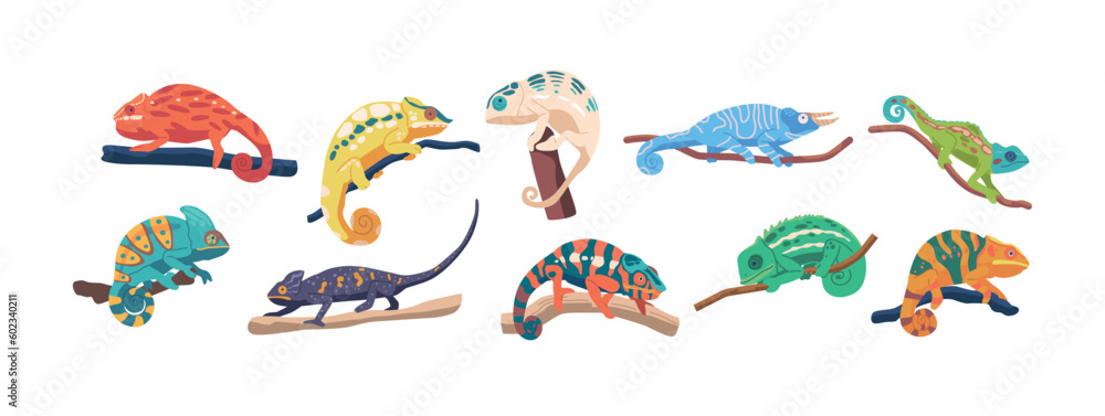 Set Colorful Chameleons With Distinctive Scales And Eyes Can Move Independently To Help Them See In Multiple Directions Set Colorful Chameleons With Distinctive Scales And Eyes Can Move Independently To Help Them See In Multiple Directions