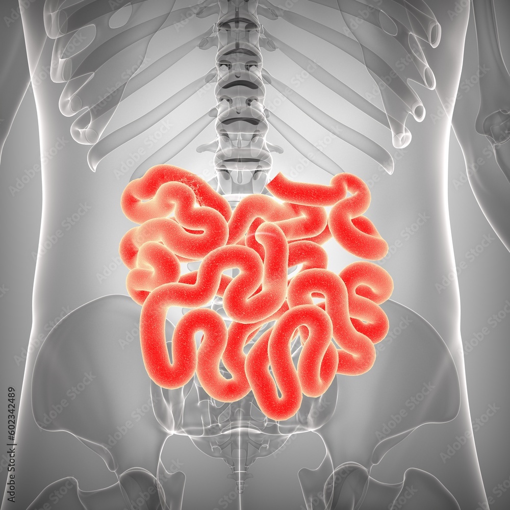 human digestive system consists of the gastrointestinal tract plus the