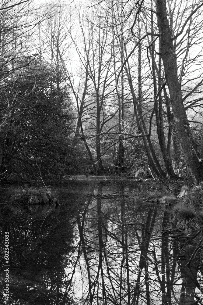 Obraz premium Photo showing a water fairy tale and a forest in black and white