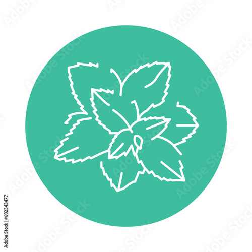 Mint plant plant color line icon. Pictogram for web page