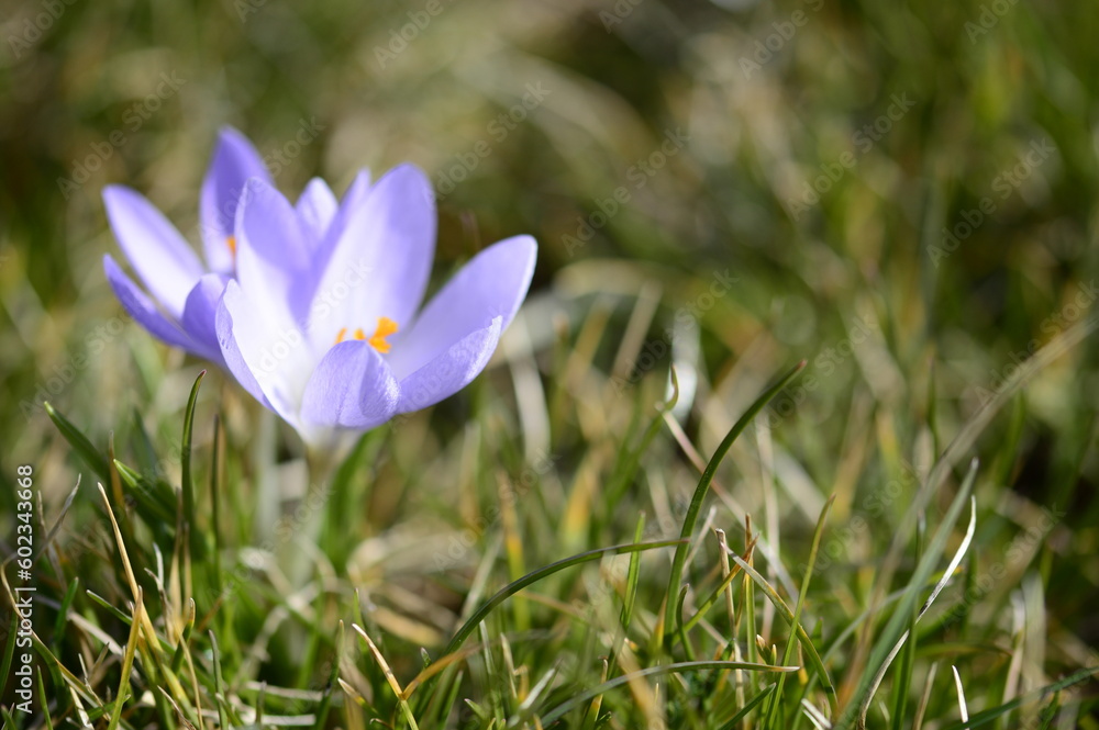 Closeup Crocus hybridus Spring Beauty with blurred background in early sppring garden Closeup Crocus hybridus Spring Beauty with blurred background in early sppring garden