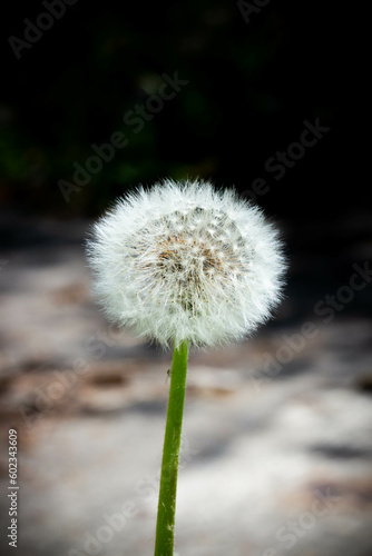 dandelion