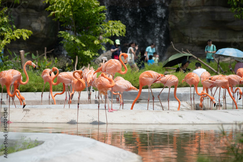 Bird Paradise