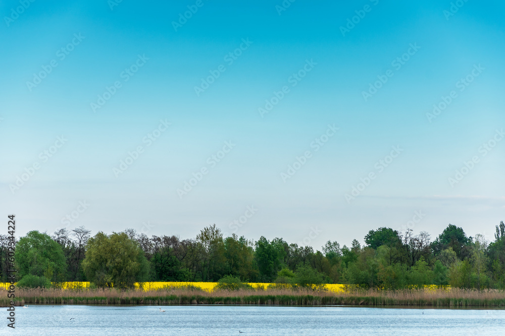 Blue clear sky. Pond with reeds. Yellow rapeseed fields behind the trees