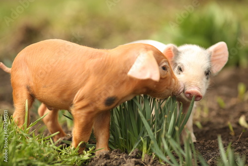 cutie and funny young pig is standing on the green grass. Happy piglet on the meadow, small piglet in the farm posing on camera on family farm. Regular day on the farm © Bogdan