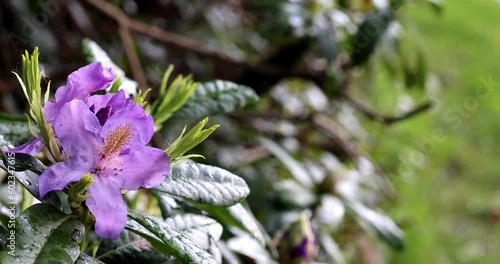 Purple rhododendron in a raining day - close up view