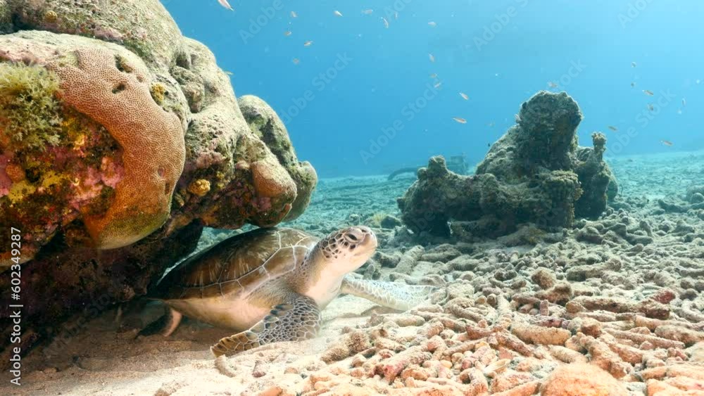 Sea Turtle in the coral reef of the Caribbean Sea Sea Turtle in the coral reef of the Caribbean Sea