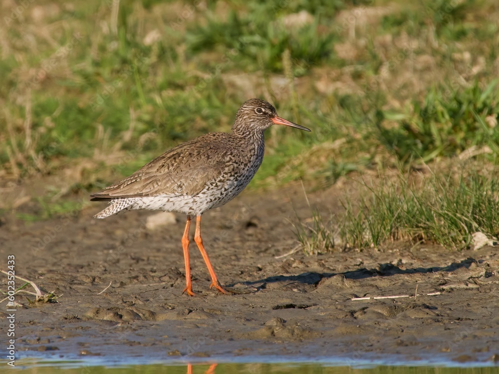 Common redshank (Tringa totanus)