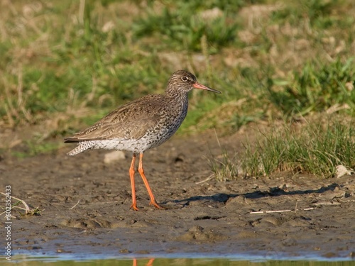 Common redshank (Tringa totanus)