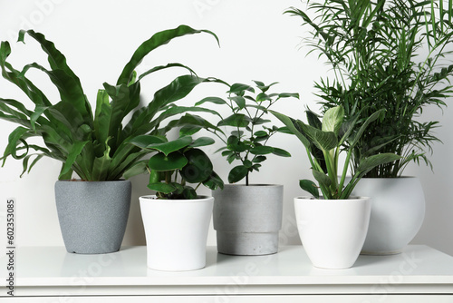 Many different houseplants in pots on chest of drawers near white wall