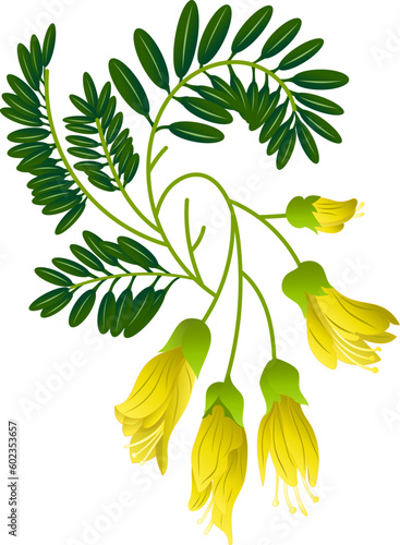 Kowhai - The National Flower of New Zealand. New Zealand Flower, Illustration of Kowhai Flowers. Vector.