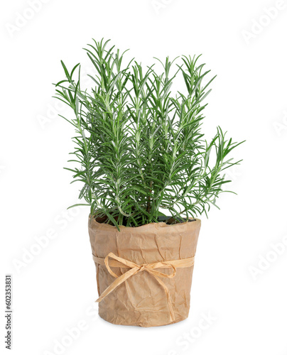 Aromatic green rosemary in pot isolated on white