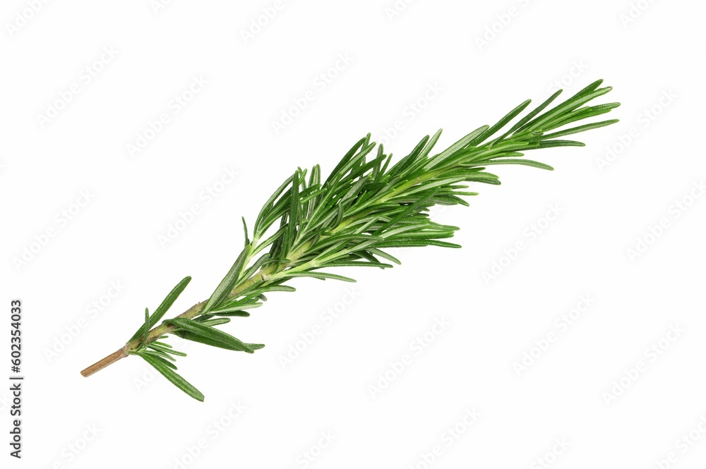 Fototapeta premium Sprig of fresh rosemary isolated on white