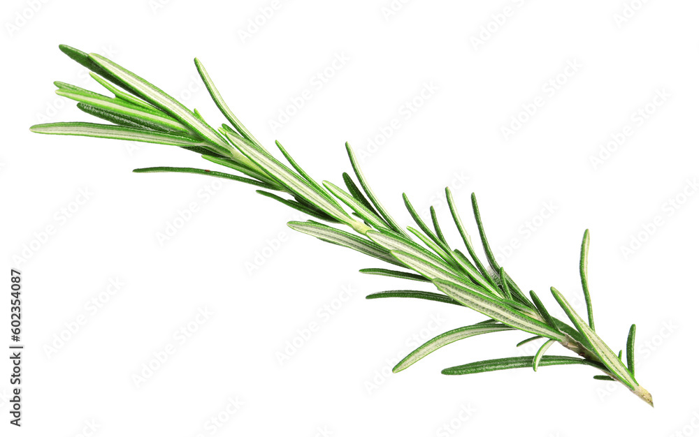 Fototapeta premium Sprig of fresh rosemary isolated on white