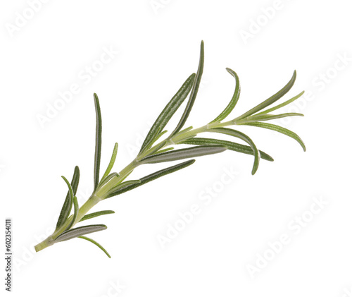 Sprig of fresh rosemary isolated on white