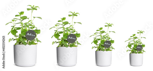 Melissa growing in pots isolated on white, different sizes