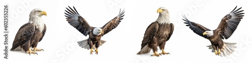 America animals wildlife birds north american eagles banner panorama long - Collection of flying and sitting bald eagle  haliaeetus leucocephalus   isolated on white background  Generative Ai