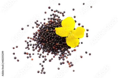 Rapeseed plant with yellow flowers and seeds. Mustard plant yellow blossom. Canola seeds and fresh canola flowers isolated on white background. Canola flower and canola isolated on white.