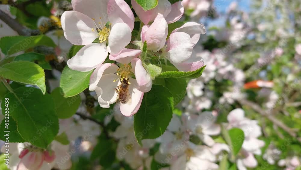 Honey bee flying and pollinates apple tree blossom, flower close up view Honey bee flying and pollinates apple tree blossom, flower close up view