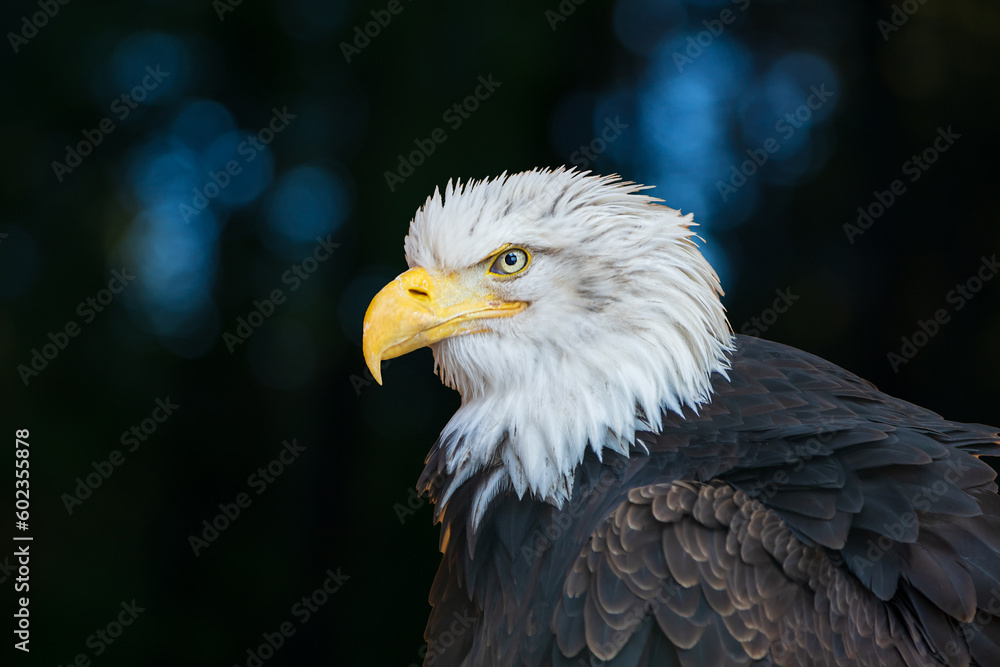 Fototapeta premium Large bird of prey Bald Eagle - Haliaeetus leucocephalus - adult led by a falconer.