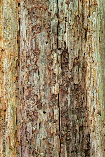 Decaying tree closeup