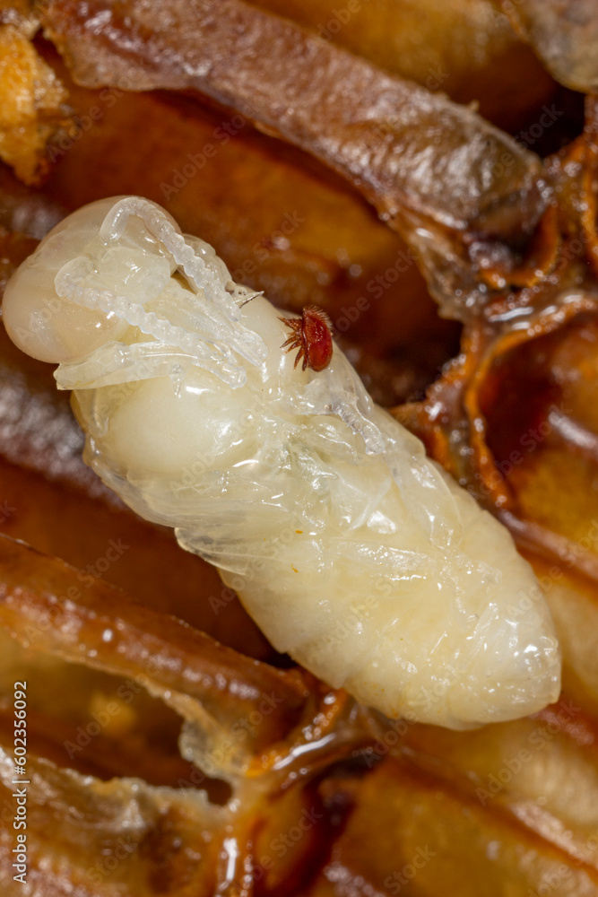 Varroa destructor bee parasite on a nymph of bee Varroa destructor bee parasite on a nymph of bee