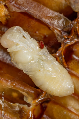 Varroa destructor bee parasite on a nymph of bee