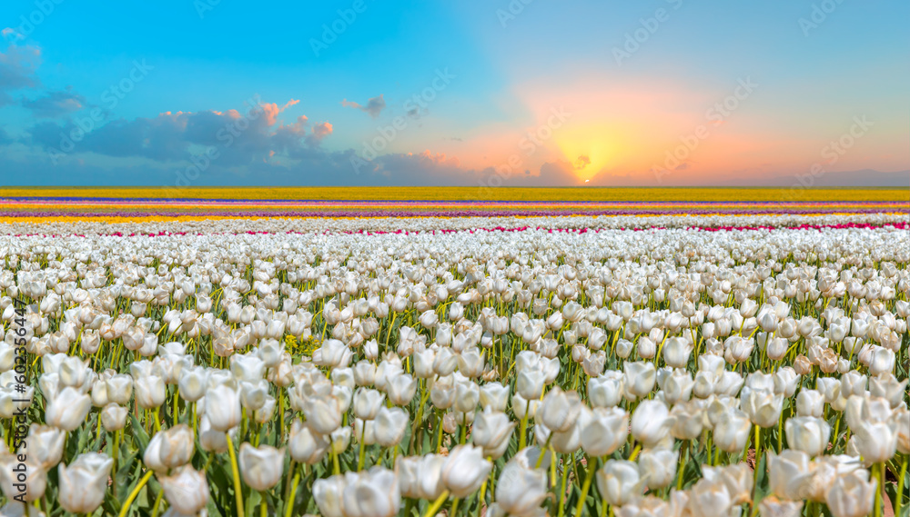 Amazing white tulip flowers blooming in a tulip field in the sunset light