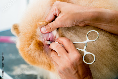 Groomer cleans s Pomeranian dog ears at grooming salon.