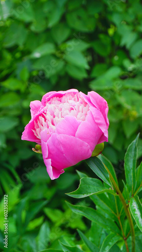 pale pink beautiful flower bud peony, in a green garden summer, freshness, beauty   