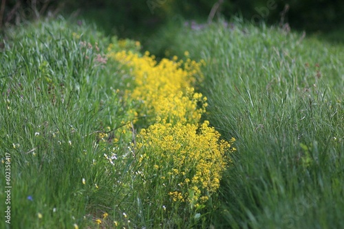 Spring Meadows, Motley Grass, Wildflowers, Blooming Quince photo