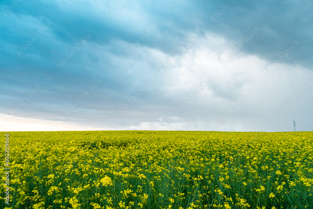 The rapeseed field to the horizon with clouds during the summer in Germany. Canola season in Europe