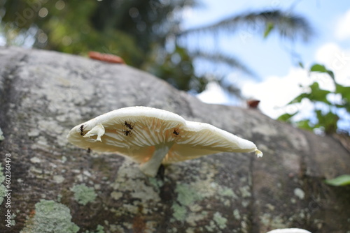 mushroom closeup on tree