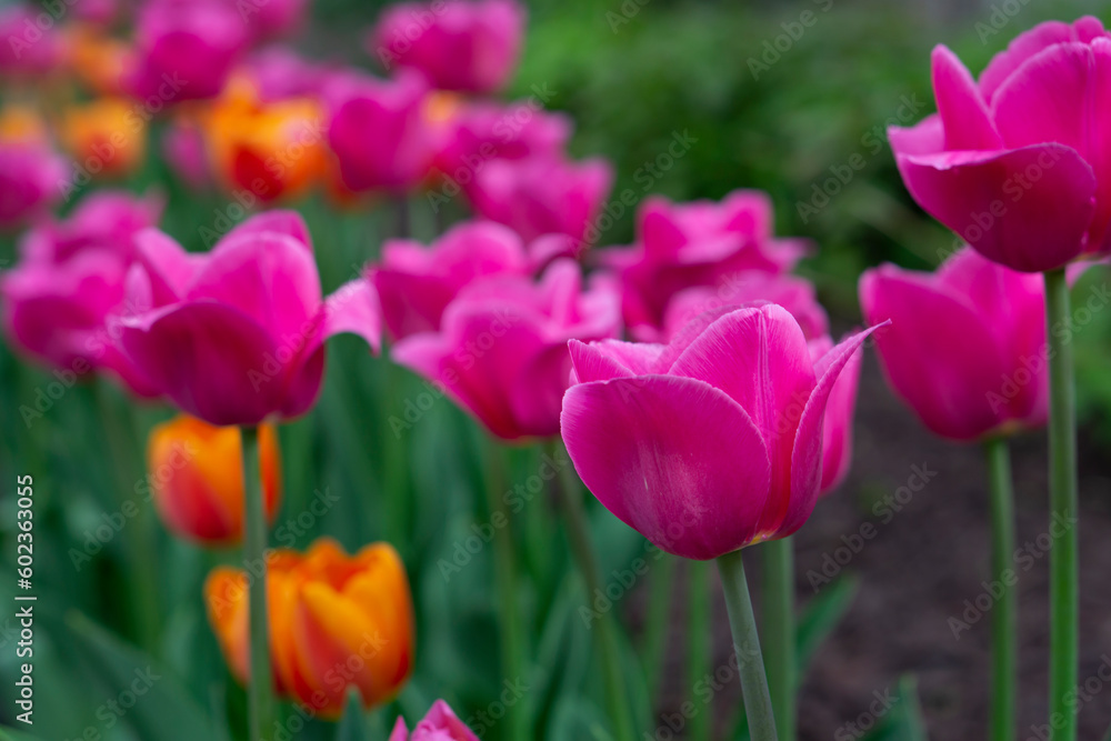 Tulips flower beautiful in garden plant. Blooming pink tulips flowerbed. Beautiful pink and orange blooming tulips selective focus.