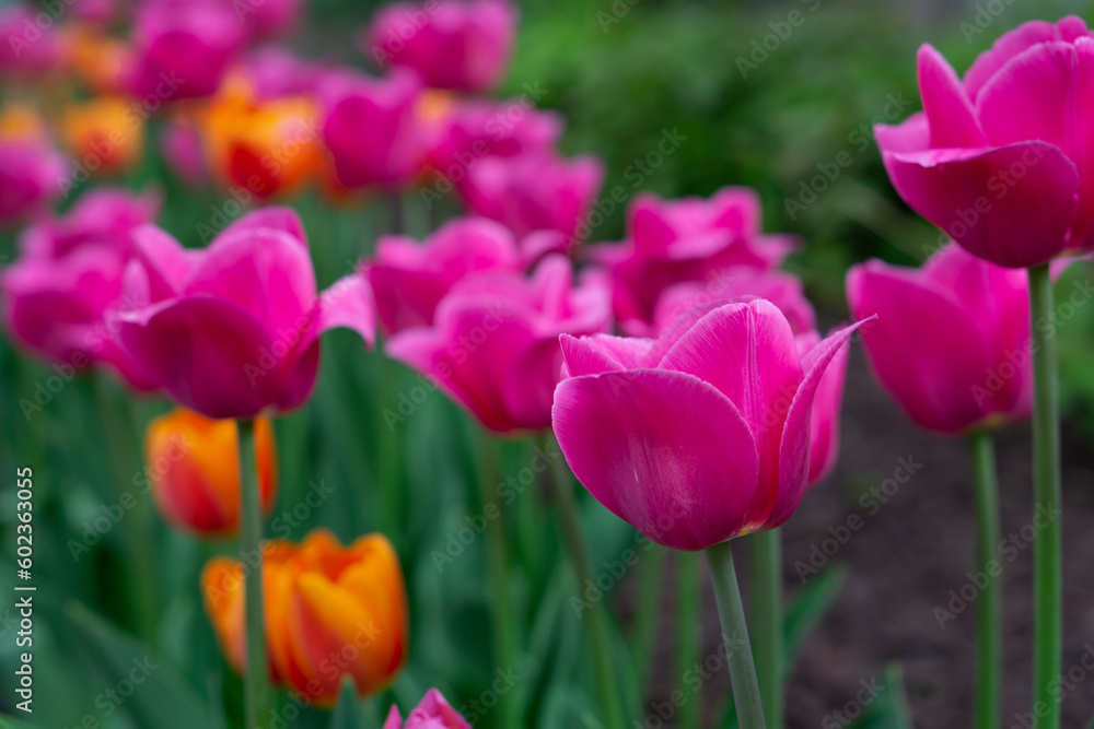 Tulips flower beautiful in garden plant. Blooming pink tulips flowerbed. Beautiful pink and orange blooming tulips selective focus. Tulips flower beautiful in garden plant. Blooming pink tulips flowerbed. Beautiful pink and orange blooming tulips selective focus.