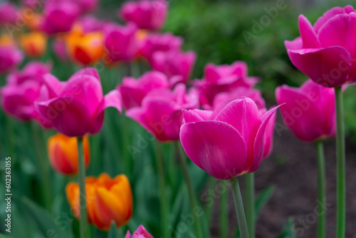 Wallpaper Mural Tulips flower beautiful in garden plant. Blooming pink tulips flowerbed. Beautiful pink and orange blooming tulips selective focus. Torontodigital.ca