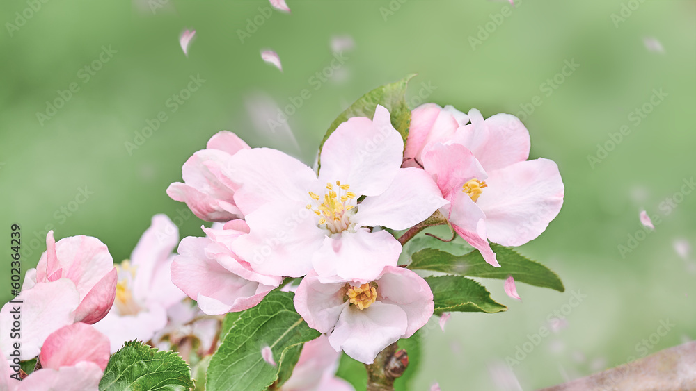 Apple tree branch blooming with pink flowers and falling petals over green nature blurry background Apple tree branch blooming with pink flowers and falling petals over green nature blurry background
