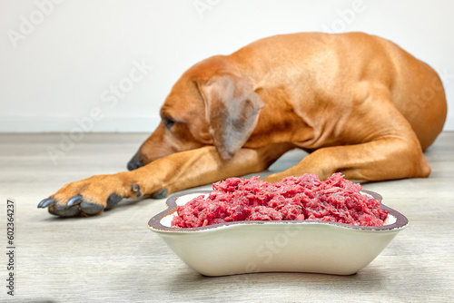Big sick or sad dog lying on the floor next to bowl full of fresh meat food and refuse to eat, no appetite