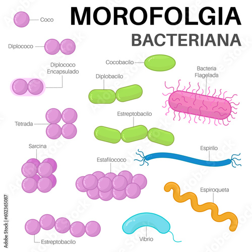 Morfología Bacteriana  photo