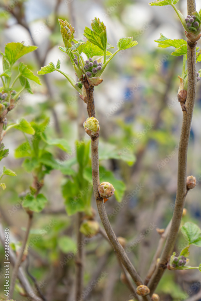Blackcurrant Gall or Big Bud Mite pest, Cecidophyopsis Ribis. Infected enlarged round buds on young currant bush in early Spring. Blackcurrant disease. Blackcurrant Gall or Big Bud Mite pest, Cecidophyopsis Ribis. Infected enlarged round buds on young currant bush in early Spring. Blackcurrant disease.