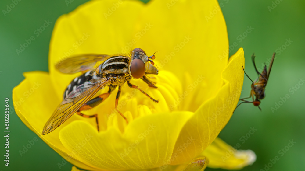 Fototapeta premium mucha, kwiat, żółty