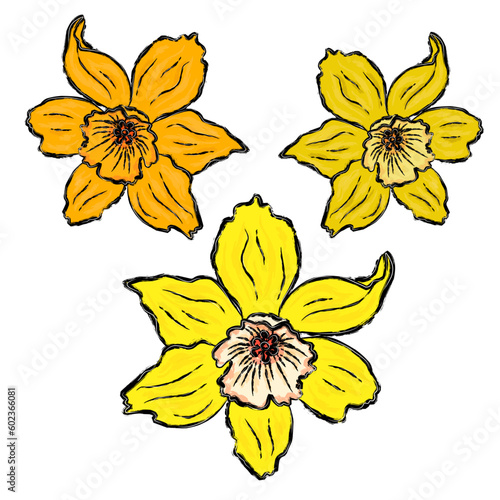 Vector set of narcissus flowers.