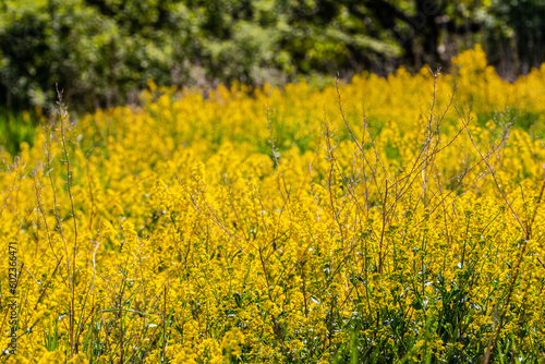 field of yellow flowers © susannemogensen